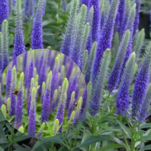 Veronica spicata 'Ulster Dwarf Blue' - Kassisaba 'Ulster Dwarf Blue' P11/0,75L